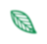 leaf 11